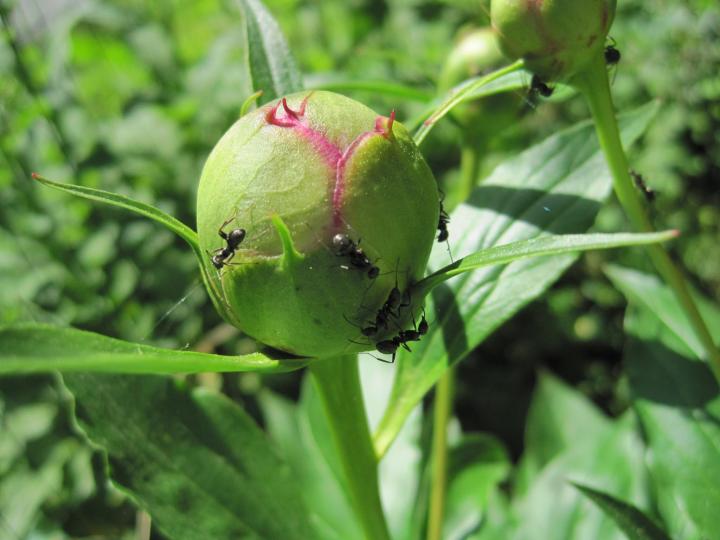 ants on a peony bud